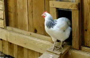 nesting for chickens and guinea fowl