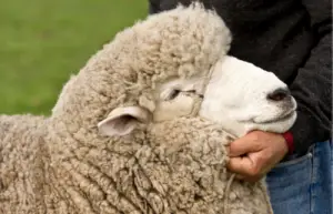 Example Corriedale sheep