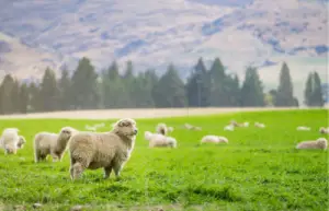 panama sheep breed example