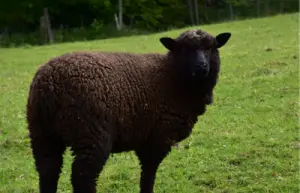 Brown Romney sheep