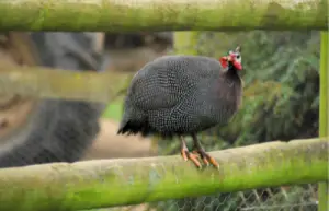roosting habits of guinea fowl and chickens