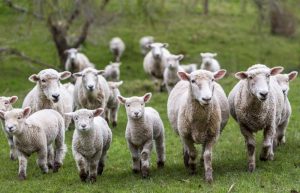 running sheep on hops