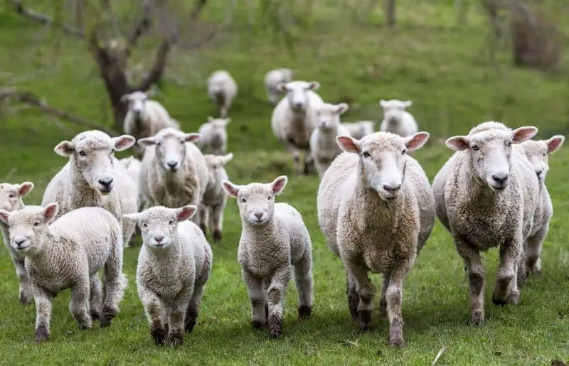 Sheep Affection: 10 Clear Ways Sheep Show Affection – Savvy Farm Life