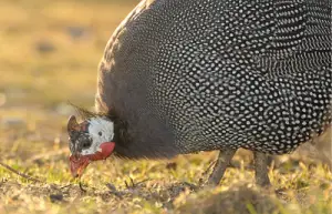 factors that can impact guinea fowl cost