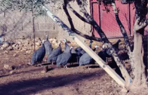 Guinea fowl enclosure