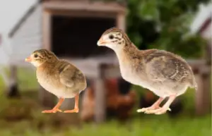 Guinea fowl keet example