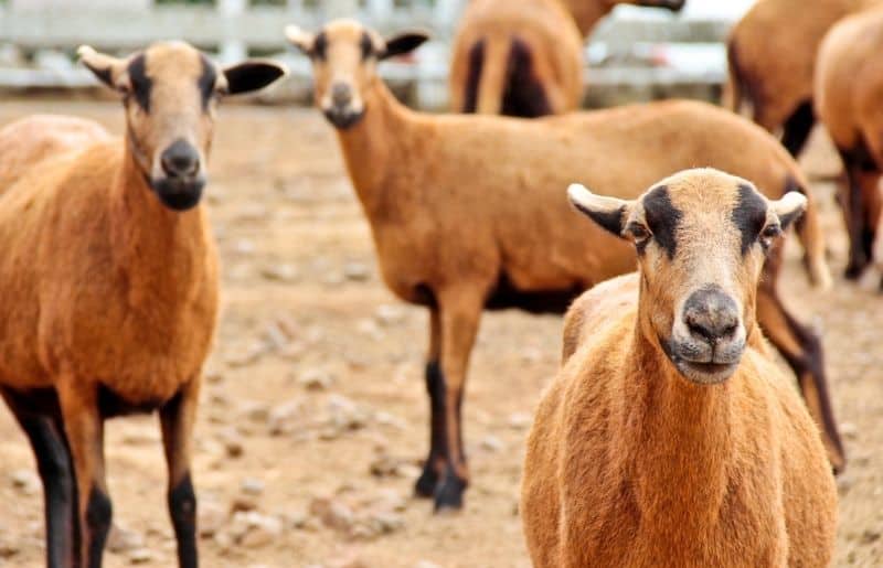 Sheep for Meat 10 Best Sheep Breeds for Meat Savvy Farm Life