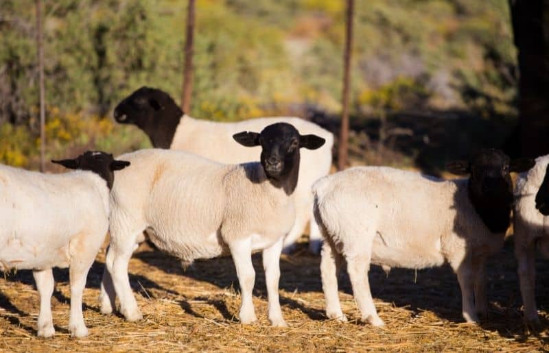 Sheep for Meat: 10 Best Sheep Breeds for Meat – Savvy Farm Life