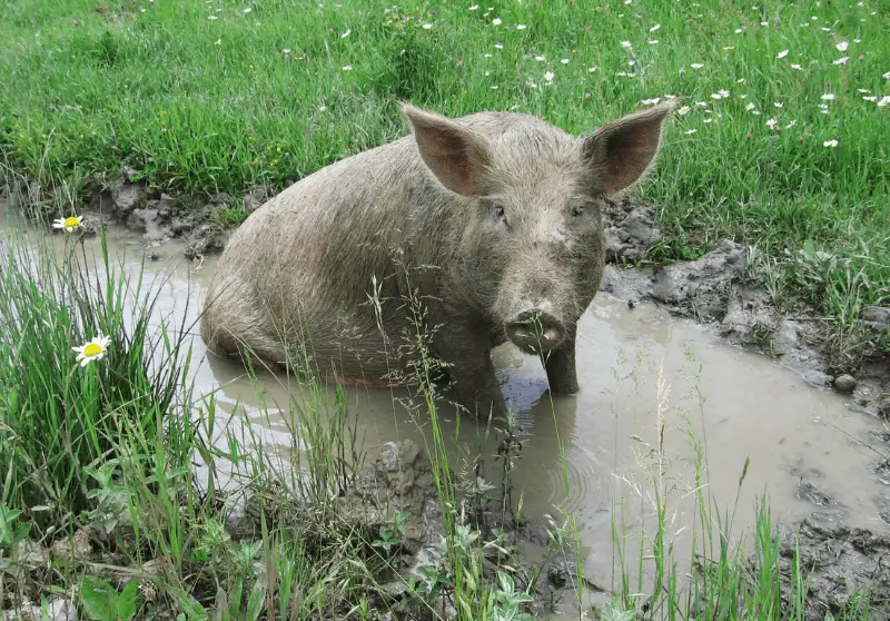 The Difference Between A Pig and A Hog Explained Savvy Farm Life