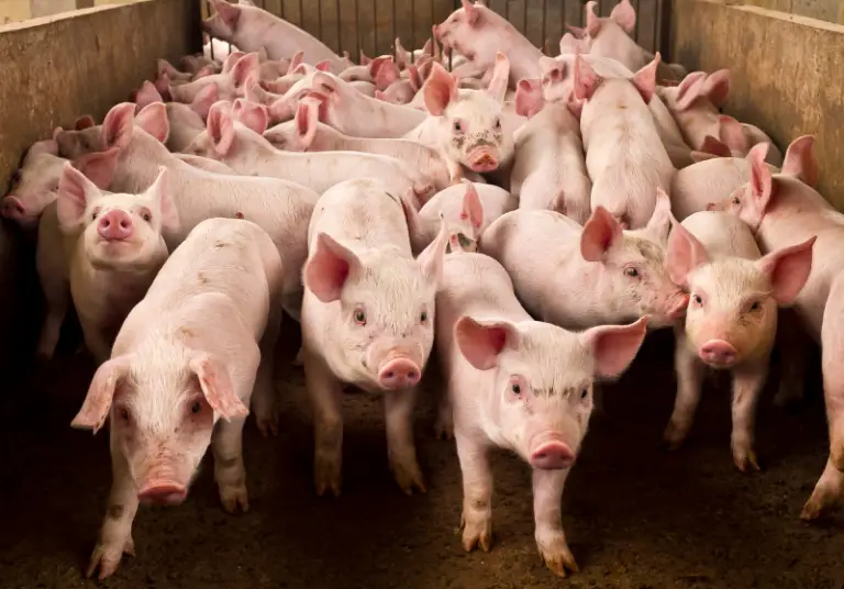 the-difference-between-a-pig-and-a-hog-explained-savvy-farm-life