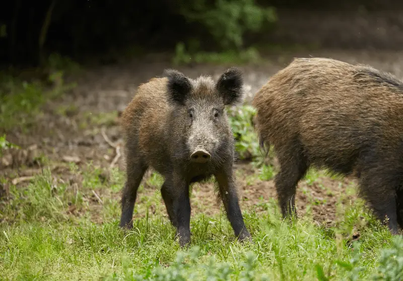 The Difference Between A Pig and A Hog Explained – Savvy Farm Life