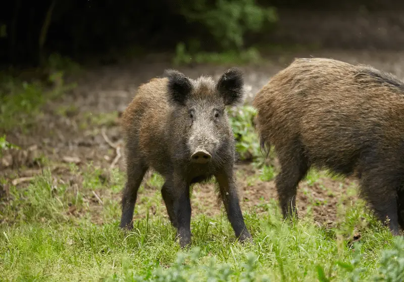 the-difference-between-a-pig-and-a-hog-explained-savvy-farm-life