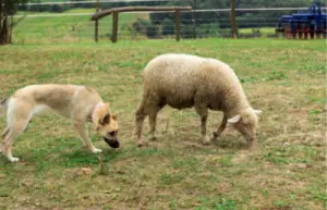 smart sheep vs dog 