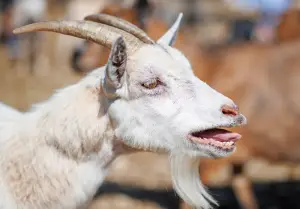 how do goats communicate?