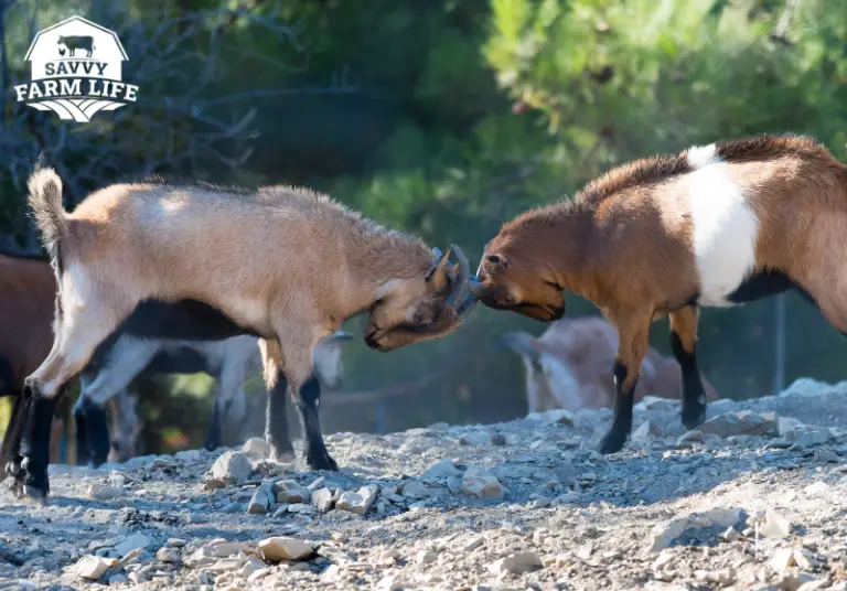 Why Do Goats Headbutt? Goat Headbutt Behavior Explained Savvy Farm Life