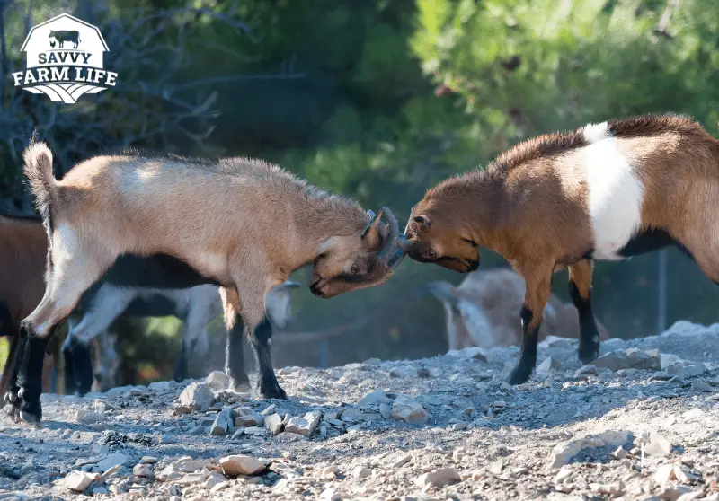 Why Do Goats Headbutt? Goat Headbutt Behavior Explained Savvy Farm Life