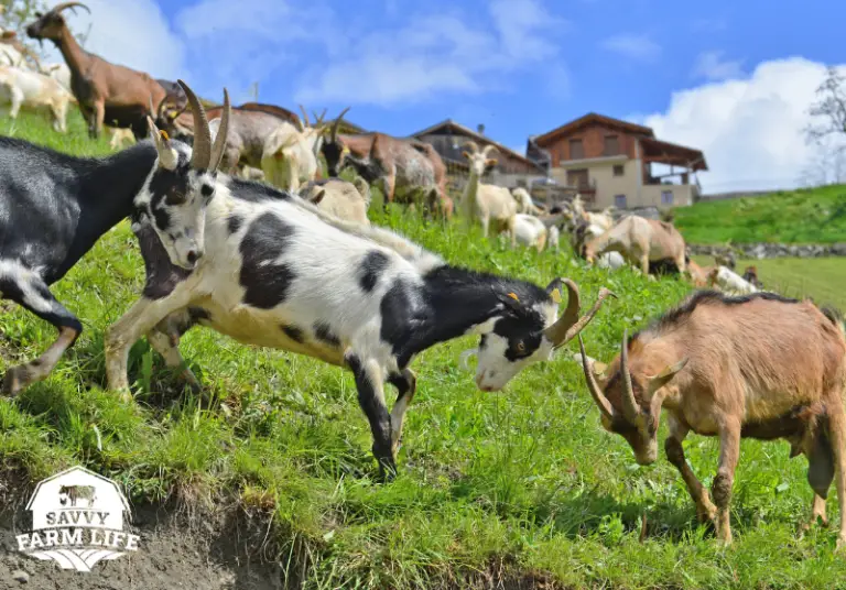 Why Do Goats Headbutt? Goat Headbutt Behavior Explained Savvy Farm Life