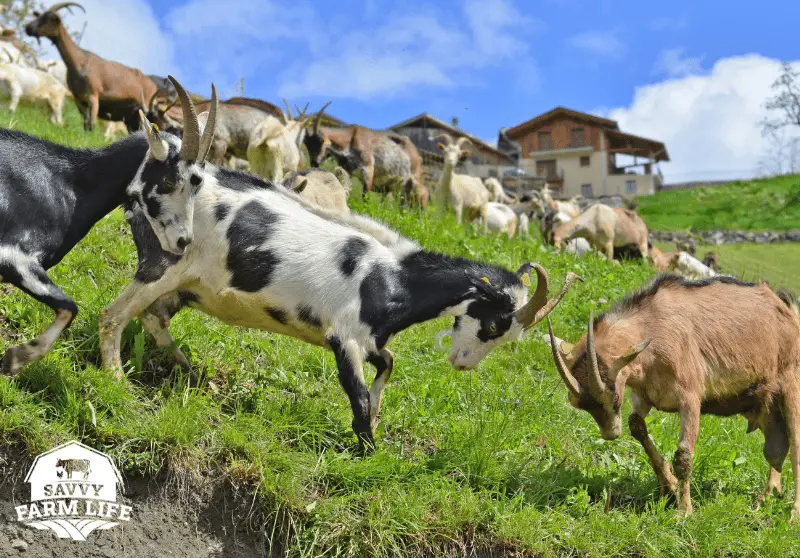 Why Do Goats Headbutt? Goat Headbutt Behavior Explained Savvy Farm Life
