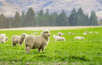 How Smart Are Sheep (The Answer Will Surprise You) – Savvy Farm Life