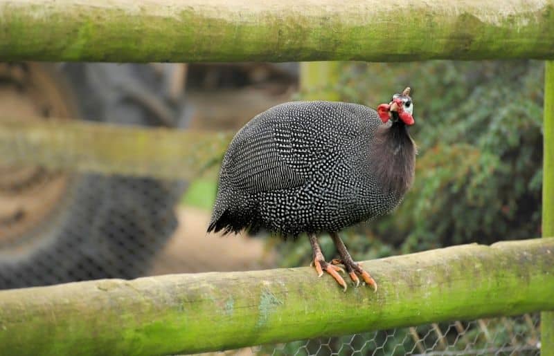 Can Guinea Fowl Fly? Essential Guide Savvy Farm Life