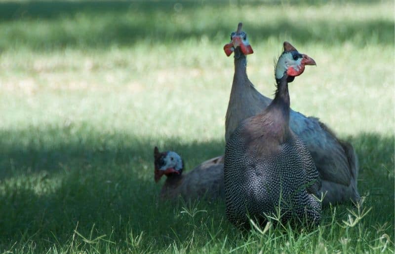 Can Guinea Fowl Fly? Essential Guide Savvy Farm Life