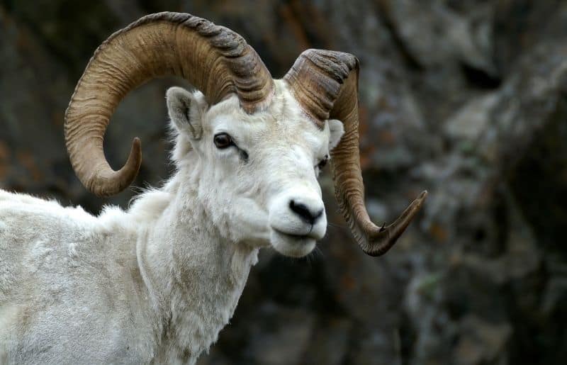 Can Sheep Survive In The Wild? Wool Growth and Behavior Facts Savvy