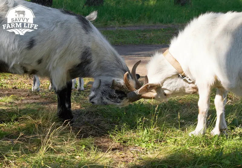 Why Do Goats Headbutt? Goat Headbutt Behavior Explained Savvy Farm Life