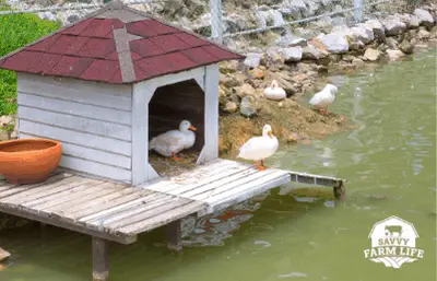 Ducking Owning Cost: How Much It Costs To Own a Duck – Savvy Farm Life