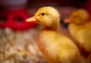 How fast do ducks grow?