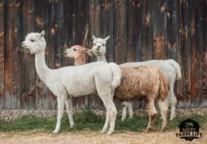 Alpaca being angry