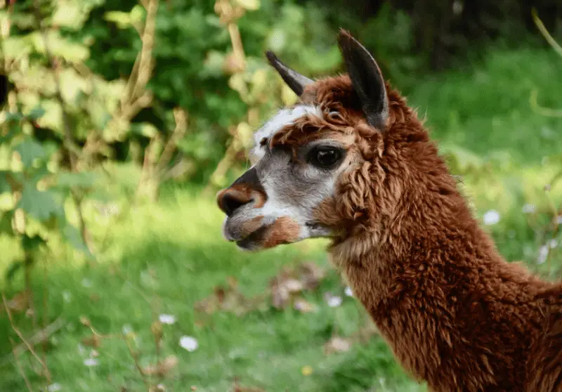 Are Alpacas Dangerous? Alpaca Aggressive Behavior Guide Savvy Farm Life
