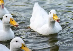 How fast ducks grow