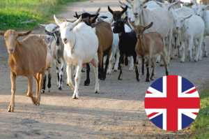 Herd of goats in the UK
