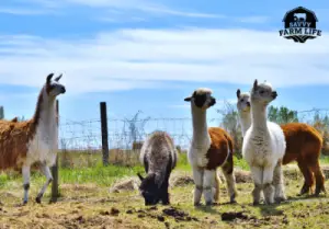 Alpaca herd