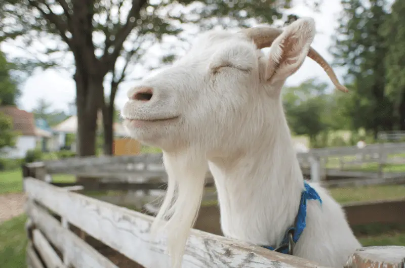 How Much Does a Goat Cost In the UK? Savvy Farm Life