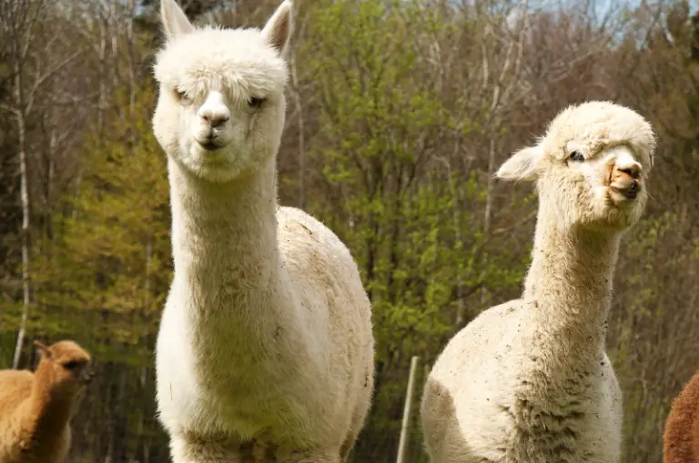 What Alpacas Are Good for Alpaca Uses and Benefits Savvy Farm Life