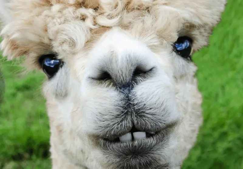 Are Alpacas Dangerous? Alpaca Aggressive Behavior Guide Savvy Farm Life