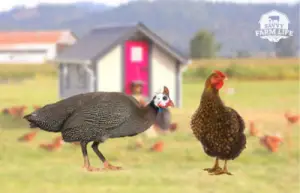 chickens vs guinea fowl