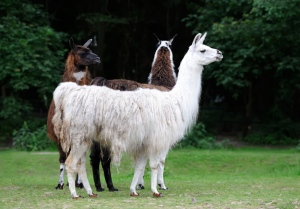 Can alpacas stay out in the rain