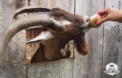 Complete List of What Goats Can (And Can’t) Eat – Savvy Farm Life