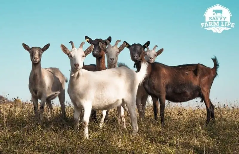How Long Do Goats Live? Goat Lifespan By Breed & Habitat – Savvy Farm Life