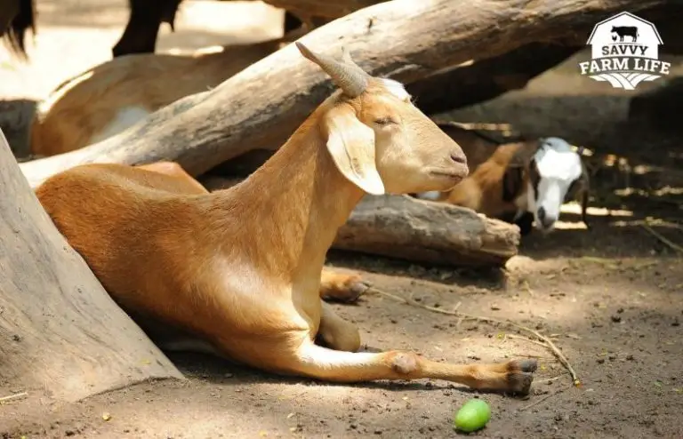 what-are-baby-goats-called-baby-goat-facts-pictures