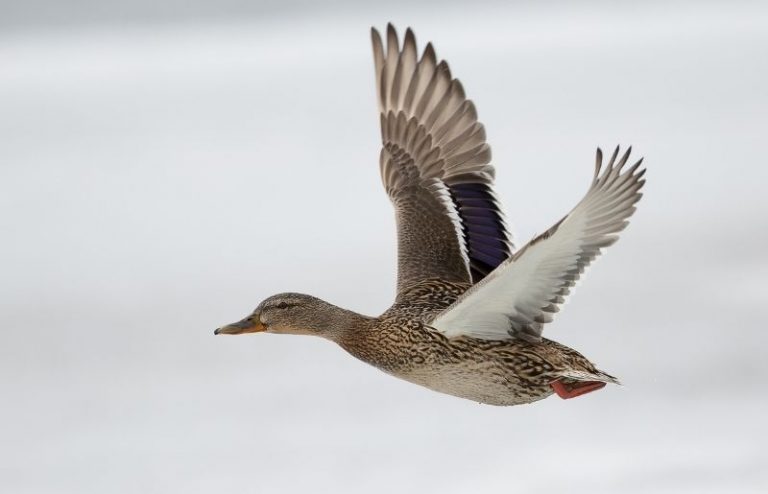 Can Ducks Fly? Ultimate Duck Flight Guide – Savvy Farm Life