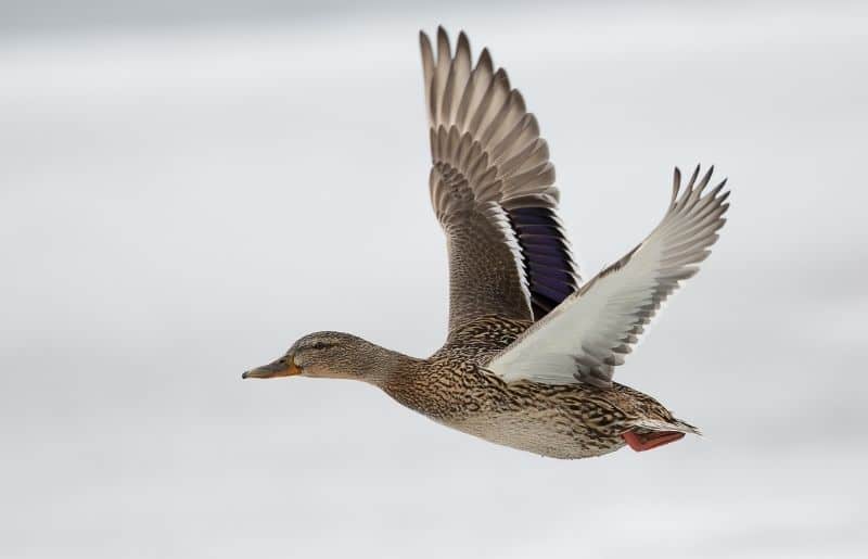 Can Ducks Fly? Ultimate Duck Flight Guide Savvy Farm Life