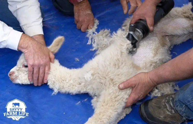 Are Alpacas Hard To Care For? Alpaca Care Essential Guide Savvy Farm Life