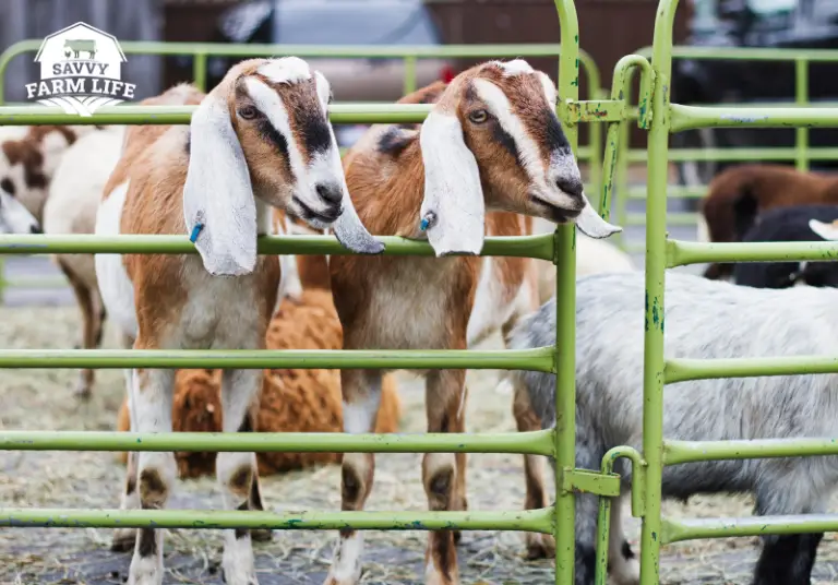 Best Types of Fencing For Goats Goat Care Guide Savvy Farm Life