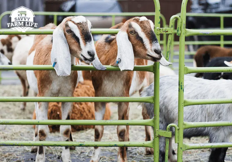 Best Types of Fencing For Goats: Goat Care Guide – Savvy Farm Life