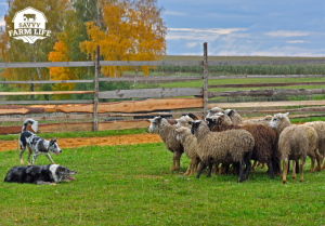 Sheep training method