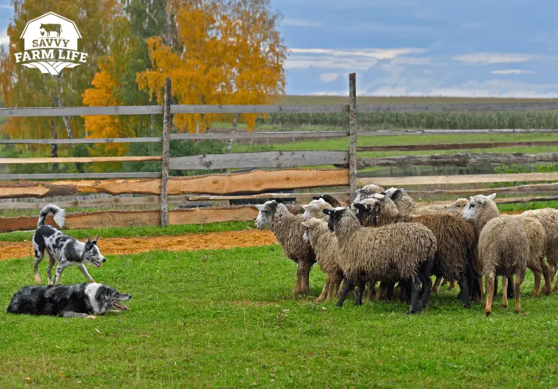How to Tame a Sheep Sheep Training Guide Savvy Farm Life