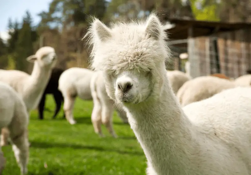 Keeping Pet Alpacas Care, Temperament, & Legality Info Savvy Farm Life